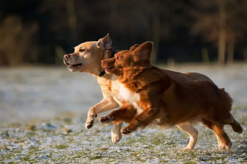 Hund und Mensch üben gemeinsam zuhause auf dem Boden