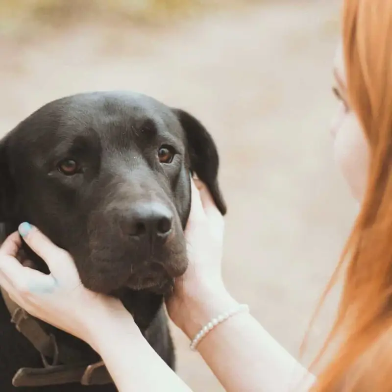 Mensch übt mit einem Hund an lockerer Leine auf einem Weg