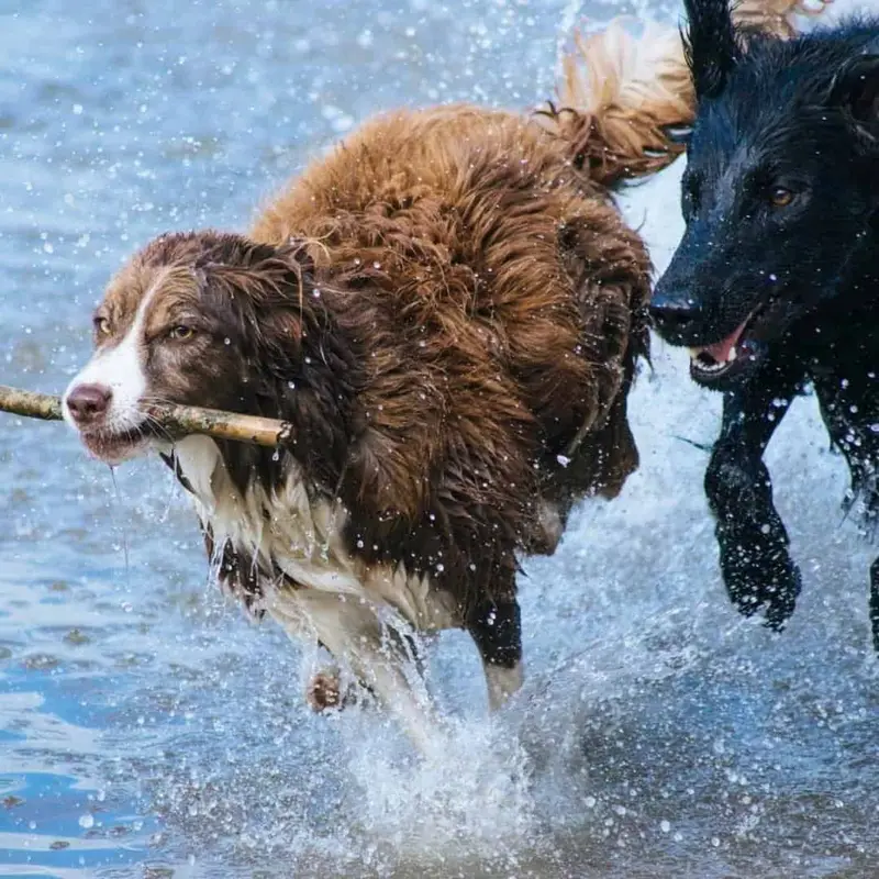 Erwachsener Hund schaut aufmerksam zu einer Person auf dem Sofa
